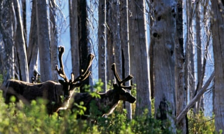 Southern mountain caribou, which are considered endangered.