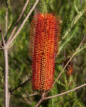 Proteas, la sorprendente animales exóticos que puede crecer en el exterior 1 Colourful relative: Banksia spinulosa.