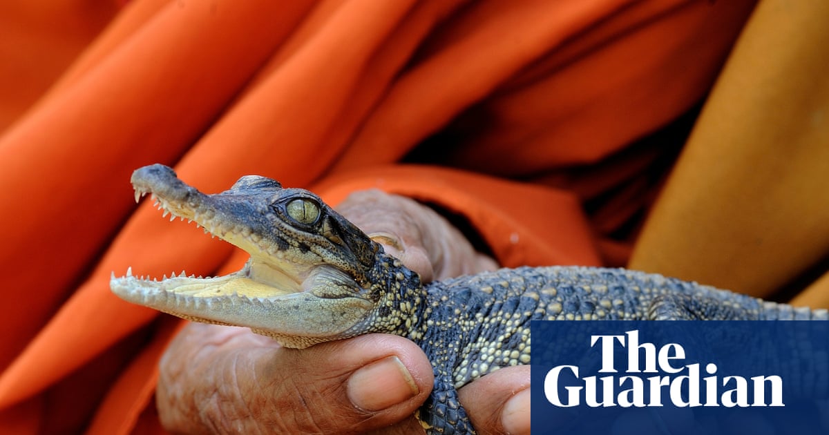 Saving the Siamese crocodile: Η Καμπότζη κινείται για να προστατεύσει έναν από τους τελευταίους άγριους πληθυσμούς του κόσμου