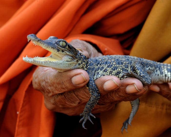 Saving the Siamese crocodile: Cambodia moves to protect one of the world’s last wild populations