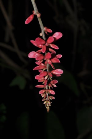Subsequentfieldwork revealed that this rare species no longer survivesat the location where it was originally collected. It persists,however, in another area of Minas Gerais, Brazil, at asite subject to environmental protection but nonethelessthreatened by coffee cultivation. Its red flowers with a reflexedstandard (petal) of similar length to the wing and keel petalssuggested that the species is hummingbird-pollinated, unlikethe other species of Canavalia, which are bee-pollinated.Field observations have recently corroborated this.