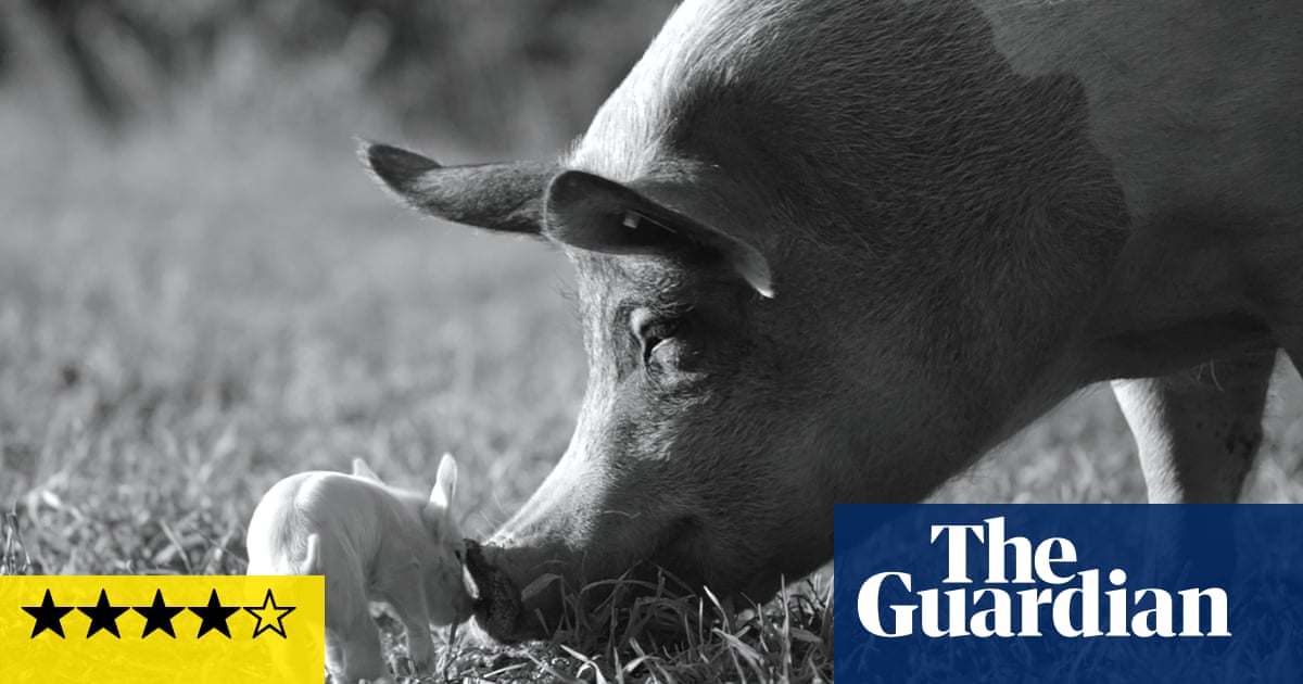 Gunda review – snuffling about in the secret life of pigs