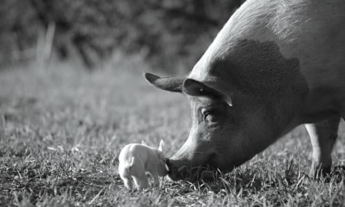 Eating Animals Review Painful Portrait Of Factory Farming Documentary Films The Guardian Eating Animals Review Painful Portrait Of Factory Farming Documentary Films The Guardian