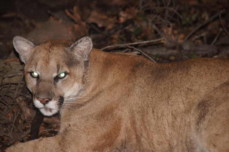 A portrait of the famous Los Angeles mountain lion, his eyes glowing green in the light from the camera flash.
