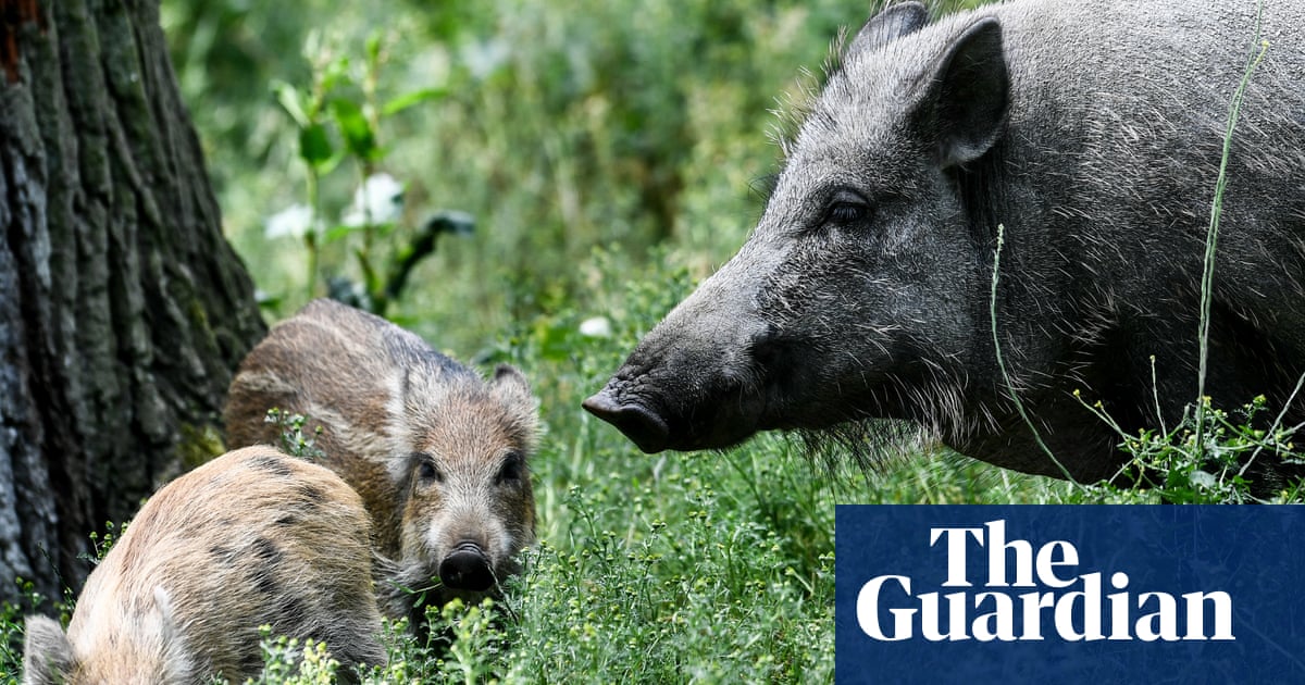 Canada’s wild pigs threaten ‘absolute destruction’ if left unchecked