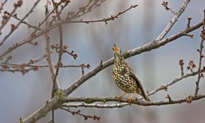 mistle thrush (Turdus viscivorus)