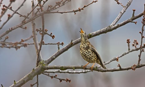A mistle thrush sits on a branch, singing.