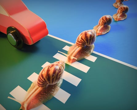 An illustration of snails on a zebra crossing
