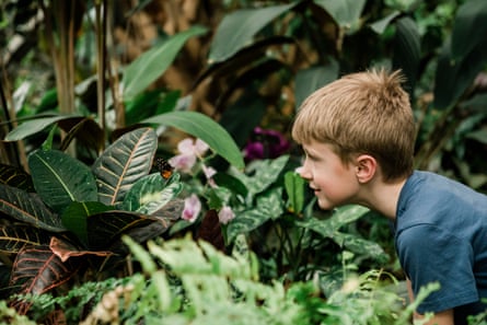 A boy looking closely at a butterfly on a shrub