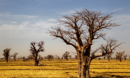 Baobab trees in a field in northern Mali.
