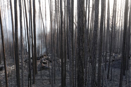 Destroyed woodland in Krasnoyarsk.