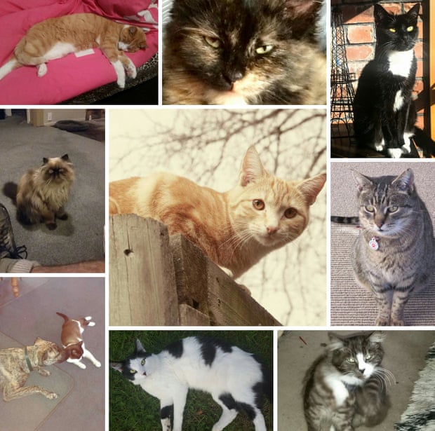 Composite of some of the 50 cats that have been reported missing in the New Zealand town of Timaru in 2016.