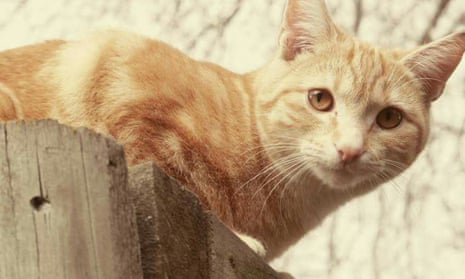 Moses, one of the 50 cats that have been reported missing in the New Zealand town of Timaru in 2016.
