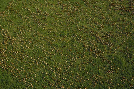 Aerial photo of antelope migrating between Boma and Badingilo national parks, South Sudan