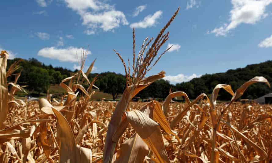 Drought-damaged corn stalks in Missouri Valley, Iowa.