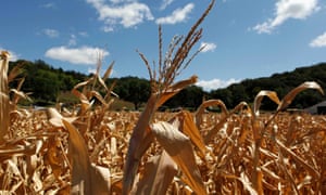 Drought-damaged corn stalks at a farm in Missouri Valley, Iowa, US.
