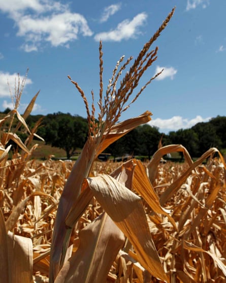Drought-damaged corn stalks at a farm in Missouri Valley, Iowa.