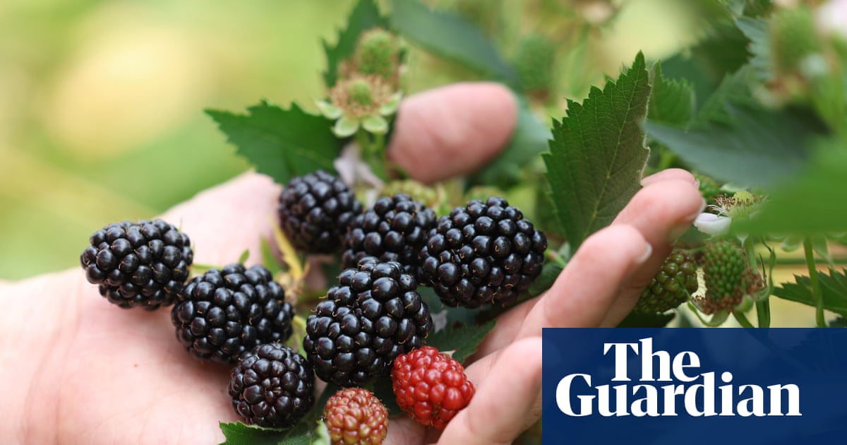 Top of the crops: record heatwaves help deliver bumper UK berry harvest