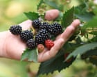 Top of the crops: record heatwaves help deliver bumper UK berry harvest