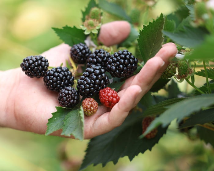 Top of the crops: record heatwaves help deliver bumper UK berry harvest