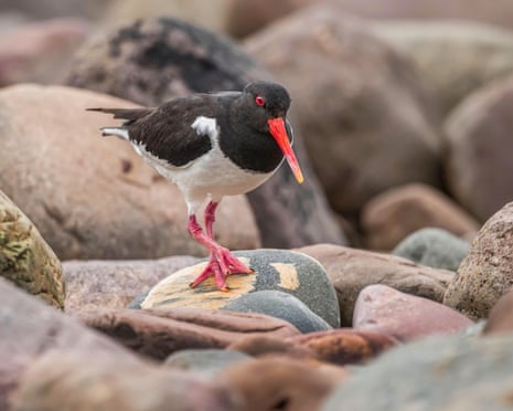 Oystercatcher standing on a rock on the beach.