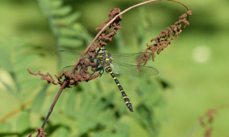 A golden-ringed dragonfly.