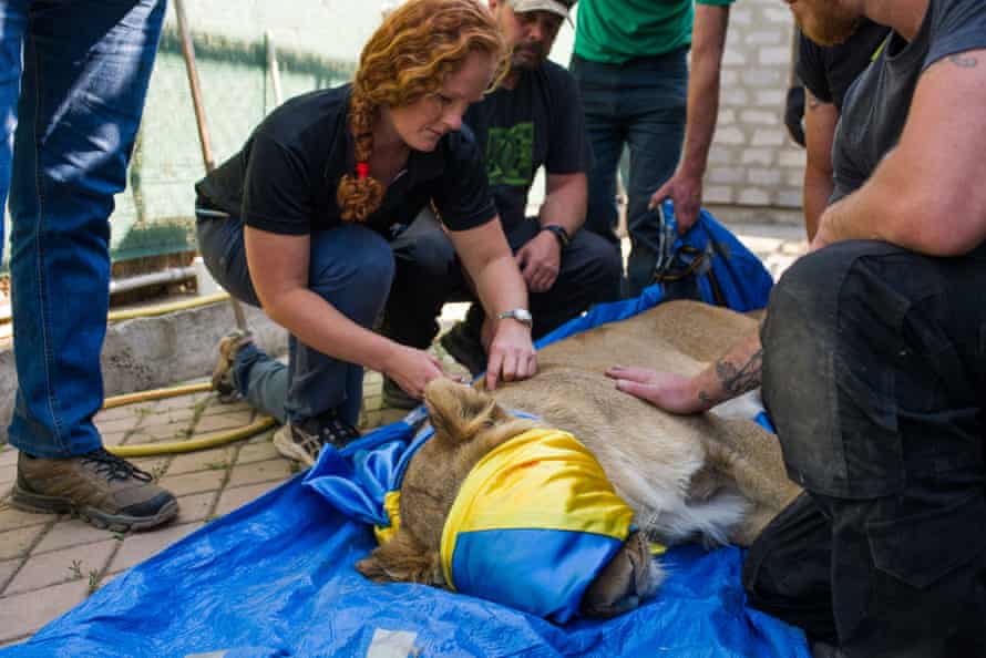 British vet Gemma Campling calms a lion ahead of her deportation from Odessa.