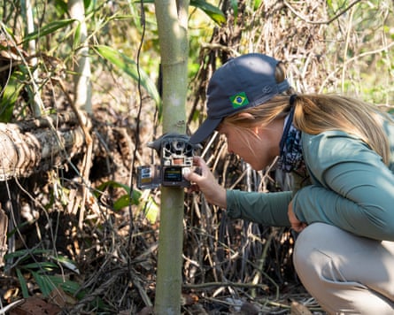 Abbie Martin checking a camera that is attached to a tree trunk