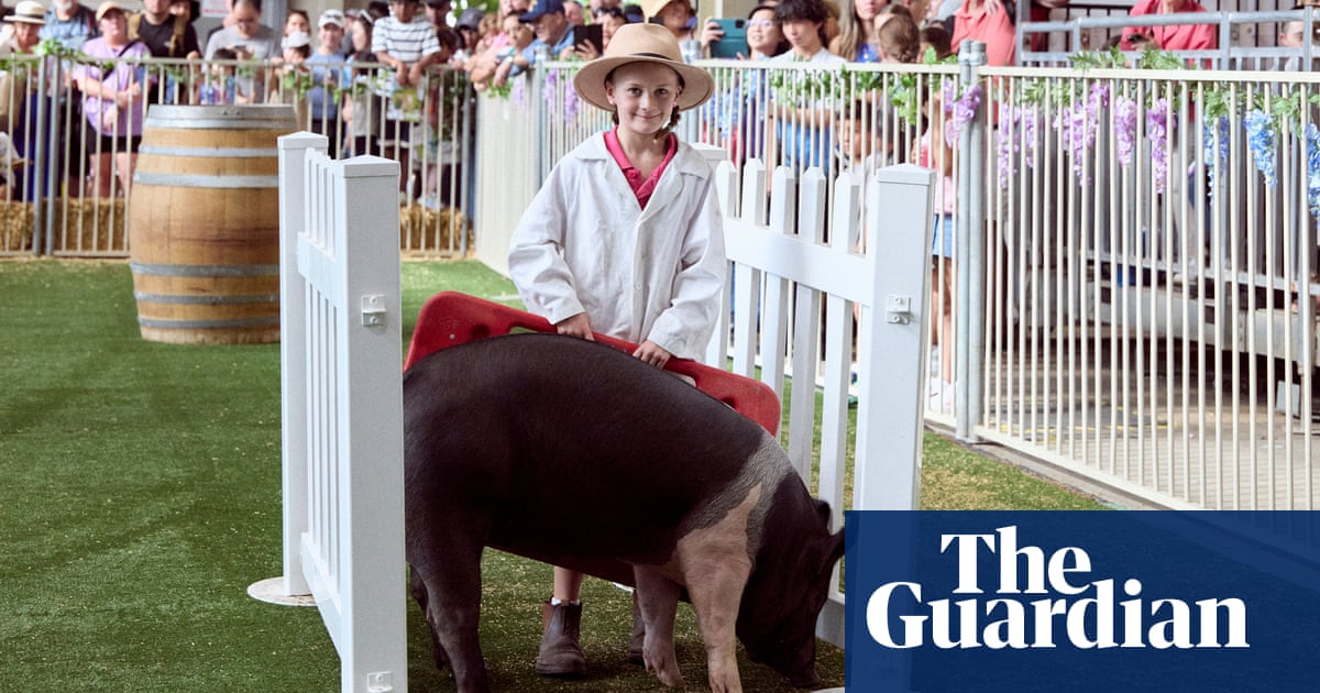 Lab coats, red boards and oiled bodies: inside the world of junior pig showing