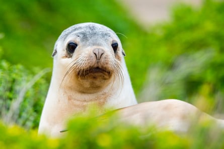 A newborn Australian sea lion on Kangaroo Island Newborn.