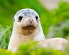 Australia news live: fears for sea lions after Kangaroo Island bird flu detection; Icac hears of ‘shit sheet’ on former NSW Liberal minister’s alleged affair