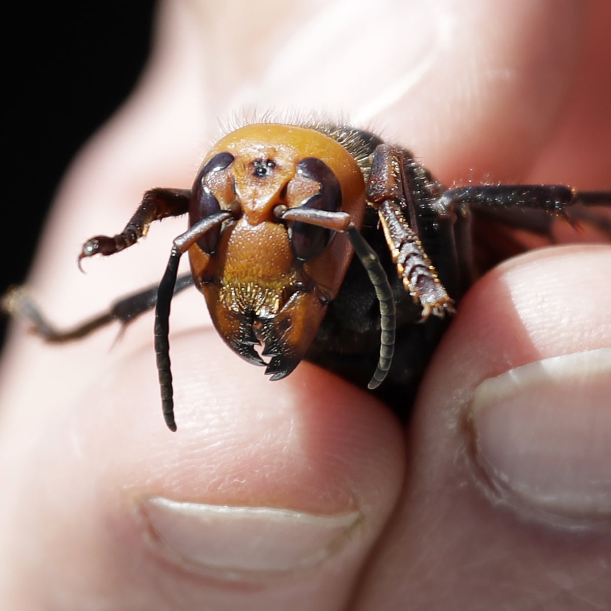 Murder Hornets In Washington State Threaten Bees And Whip Up Media Swarm Bees The Guardian Murder Hornets In Washington State Threaten Bees And Whip Up Media Swarm Bees The Guardian