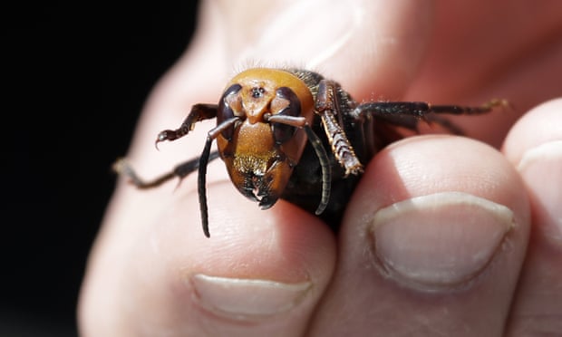 A dead Asian giant hornet in Blaine, Washington.
