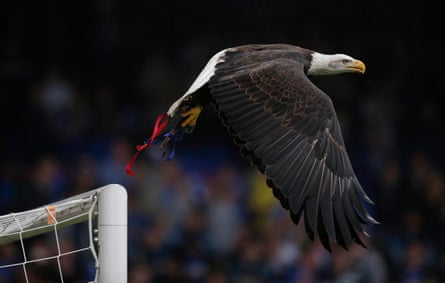 Kayla the eagle in flight before a Crystal Palace game in 2014.