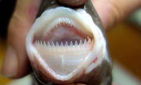 The teeth of the cookiecutter shark, the species which attacked a catamaran in the Coral Sea off the coast of Cairns.