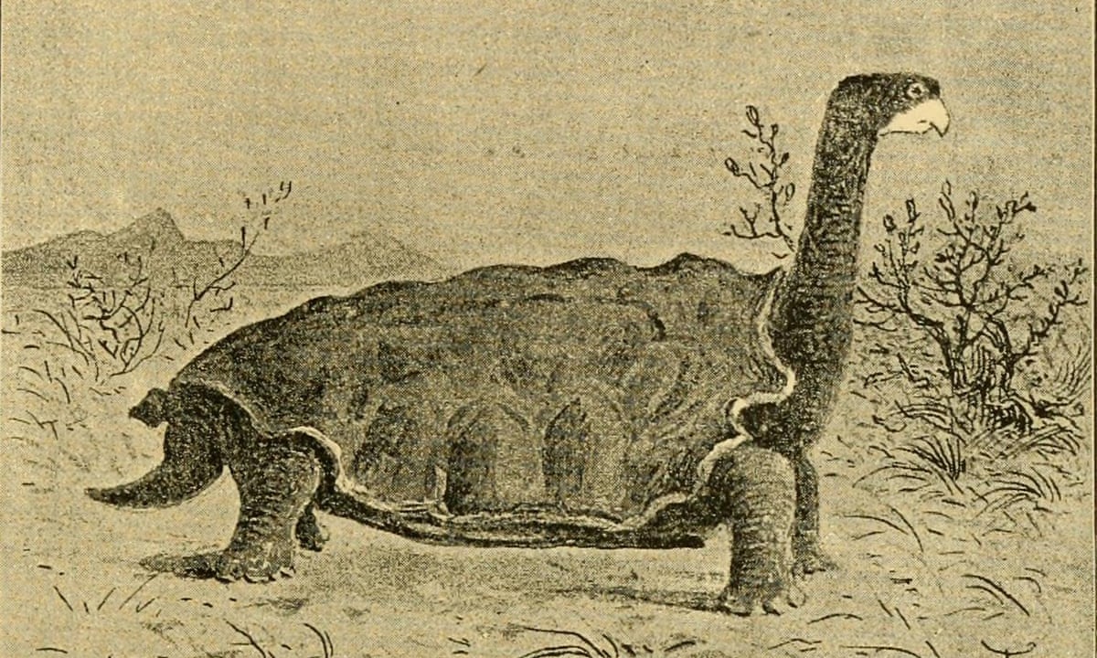 Colossochelys colossochelys