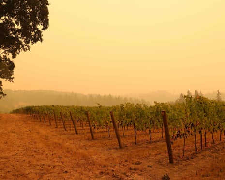 A smoke-filled sky above a vineyard in Molalla, Oregon, in September 2020.