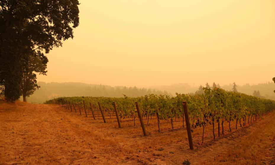 A smoke-filled sky above a vineyard in Molalla, Oregon, in September 2020.