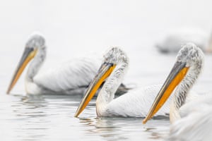 Pelicanos-de-crista no Delta de Gediz, uma das zonas húmidas mais importantes da Turquia, em Izmir. Estes pelicanos estão entre as principais espécies de aves que habitam o delta, onde o Rio Gediz encontra o mar