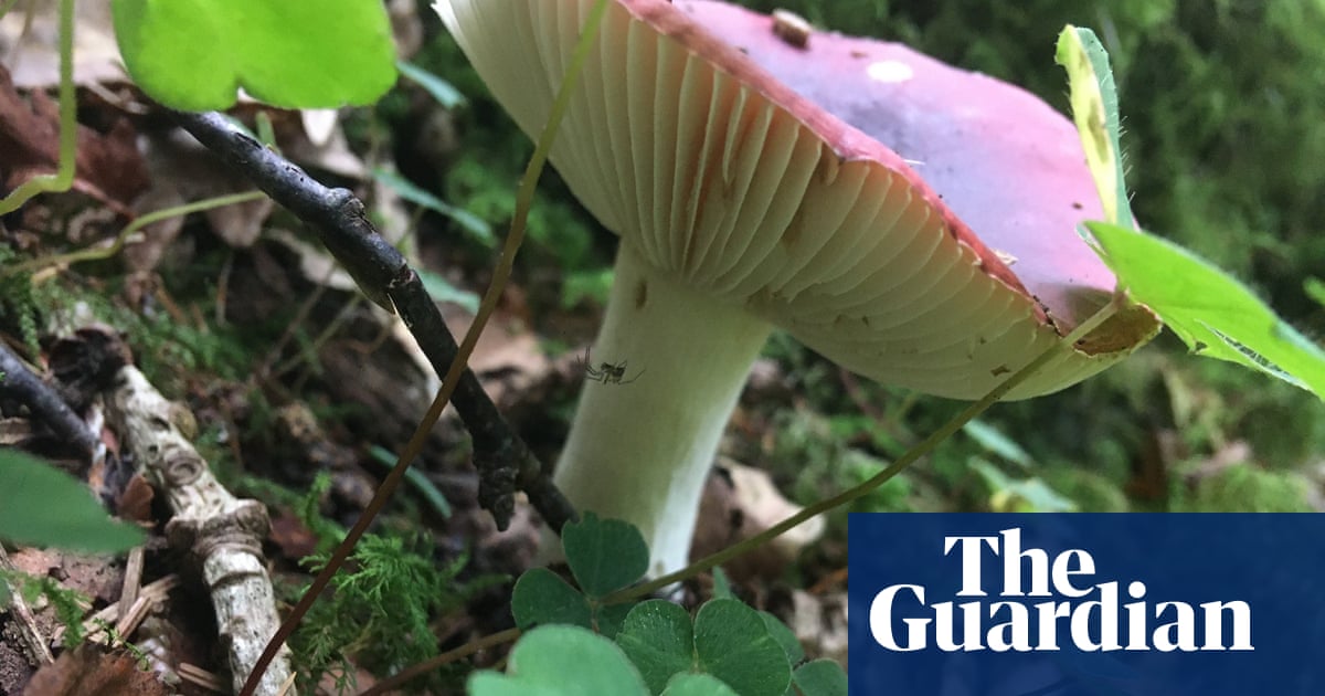 Jong land dagboek: A fungi fest and a dip in the loch