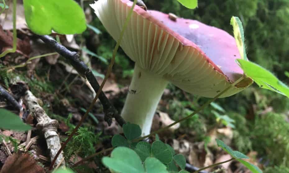 crab brittlegill mushroom