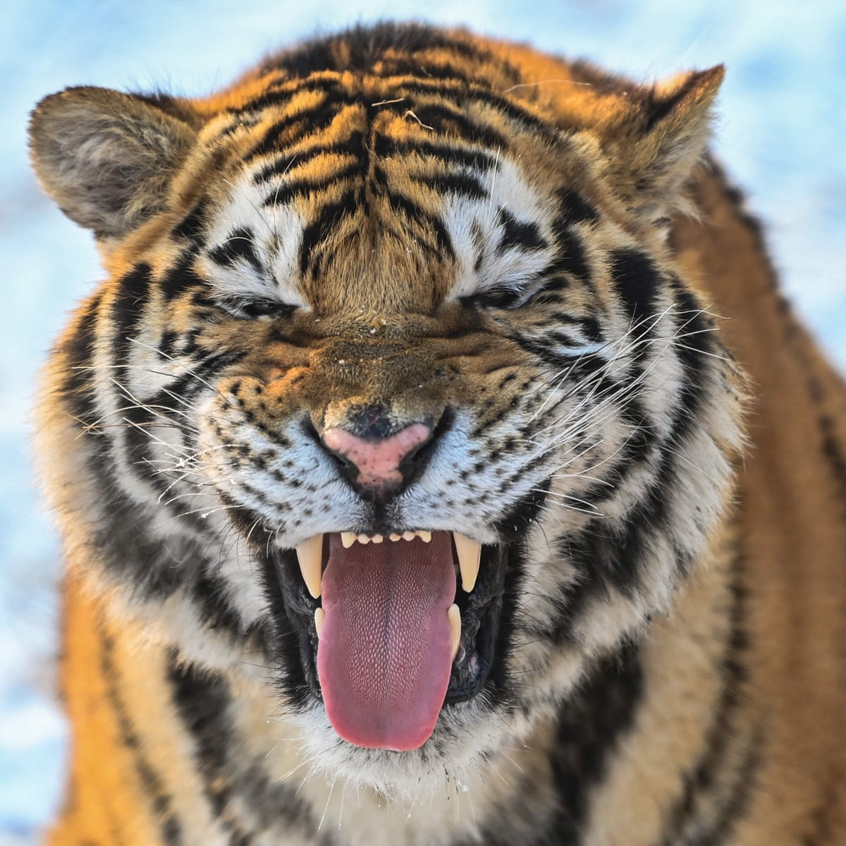 Majesty or steadiness: researchers identify two tiger personality ...