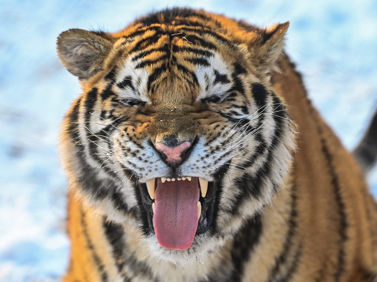 Majesty or steadiness: researchers identify two tiger personality ...