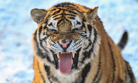 A tiger at the Siberian tiger park in Harbin, north-east China