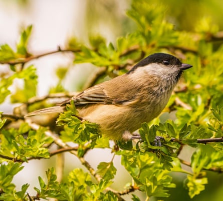 A marsh tit in a green, leafy tree, in a photo taken spring 2022 at RSPB Leighton Moss, Lancashire, UK.