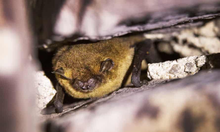 A pipistrelle bat in a crevice