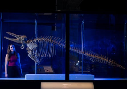 A woman looks at the skeleton of a common bottlenose dolphin on display at the Natural History Museum.