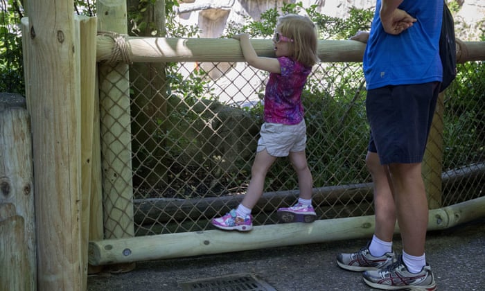 Cincinnati Zoo Gorilla Exhibit Reopens With Higher Reinforced Barrier Ohio The Guardian