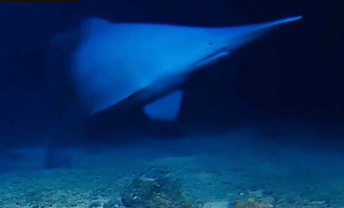 トンガ海溝で撮影されたミツクリザメ