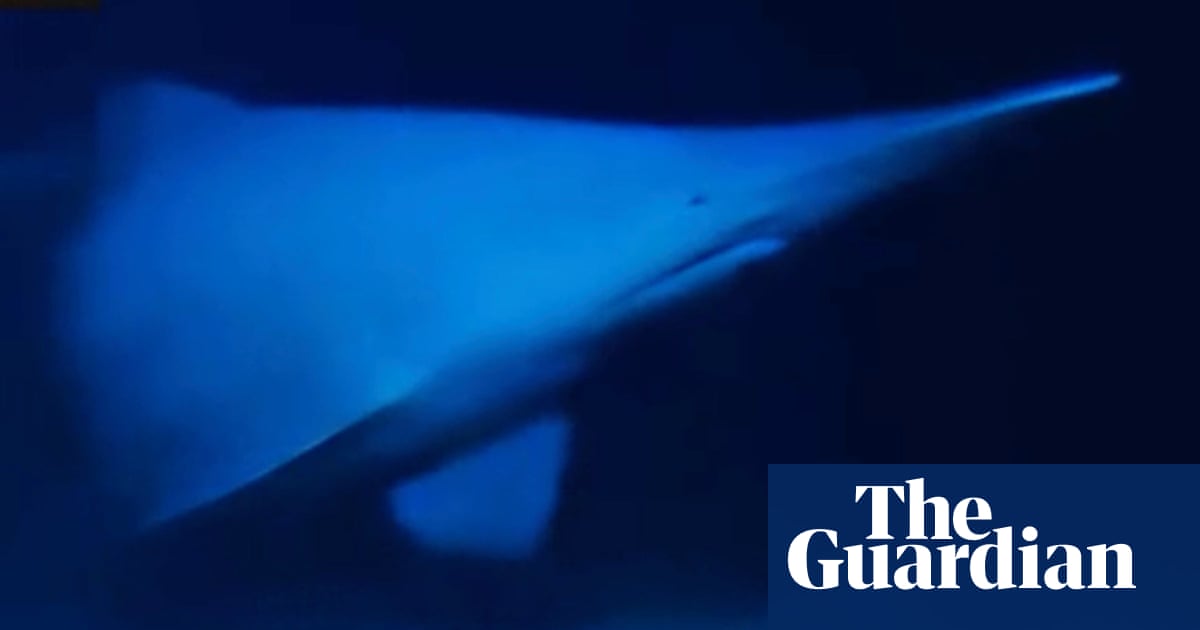 Goblin shark with face ‘not even a mother would love’ seen alive in natural habitat for first time